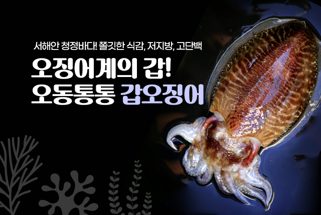갑오징어